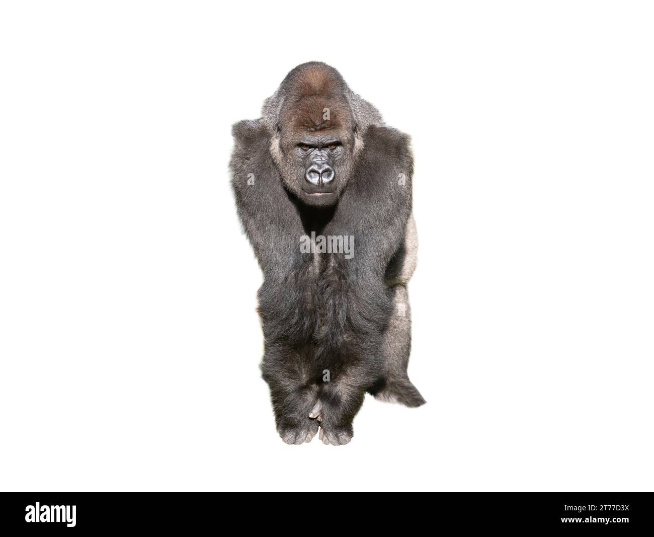 gorilla di pianura occidentale isolato su sfondo bianco Foto Stock