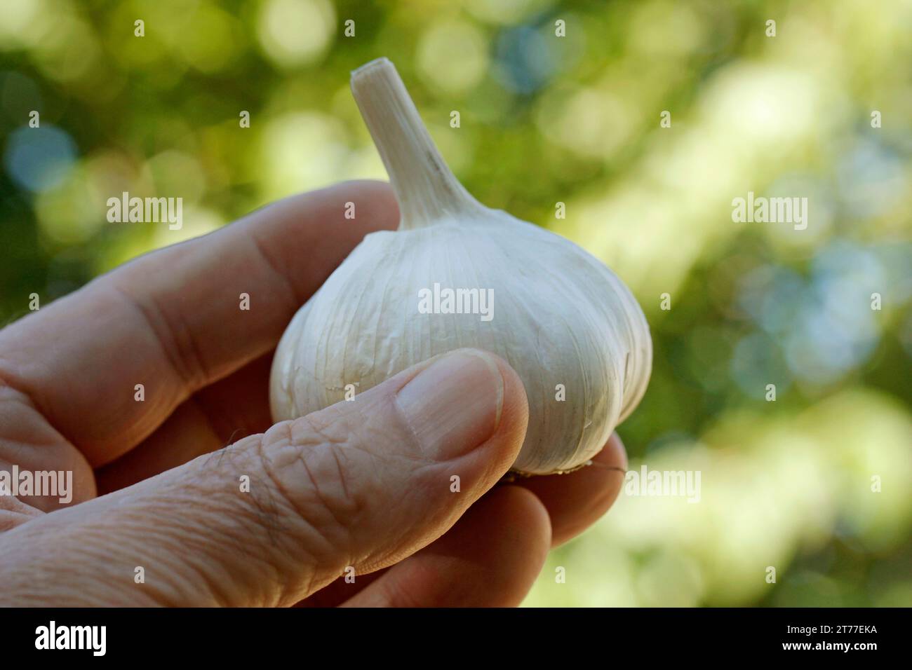 Aglio. Foto Stock