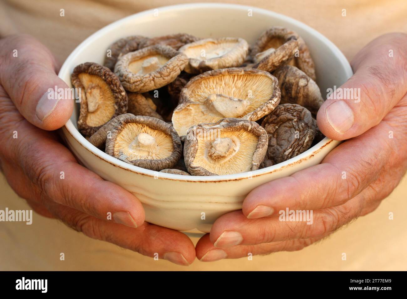 Funghi Shiitake. Foto Stock