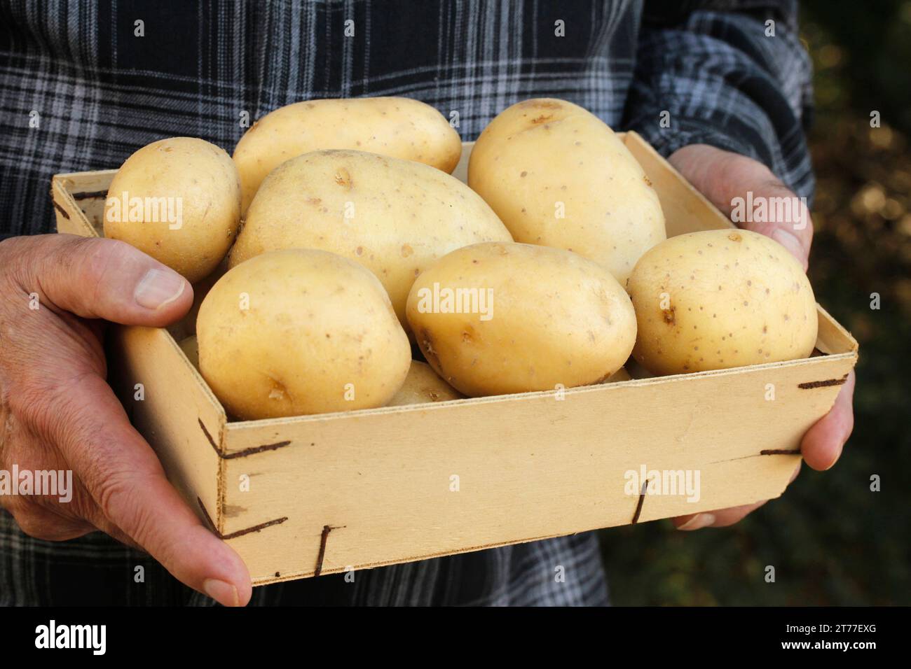 Patate e contadini. Foto Stock