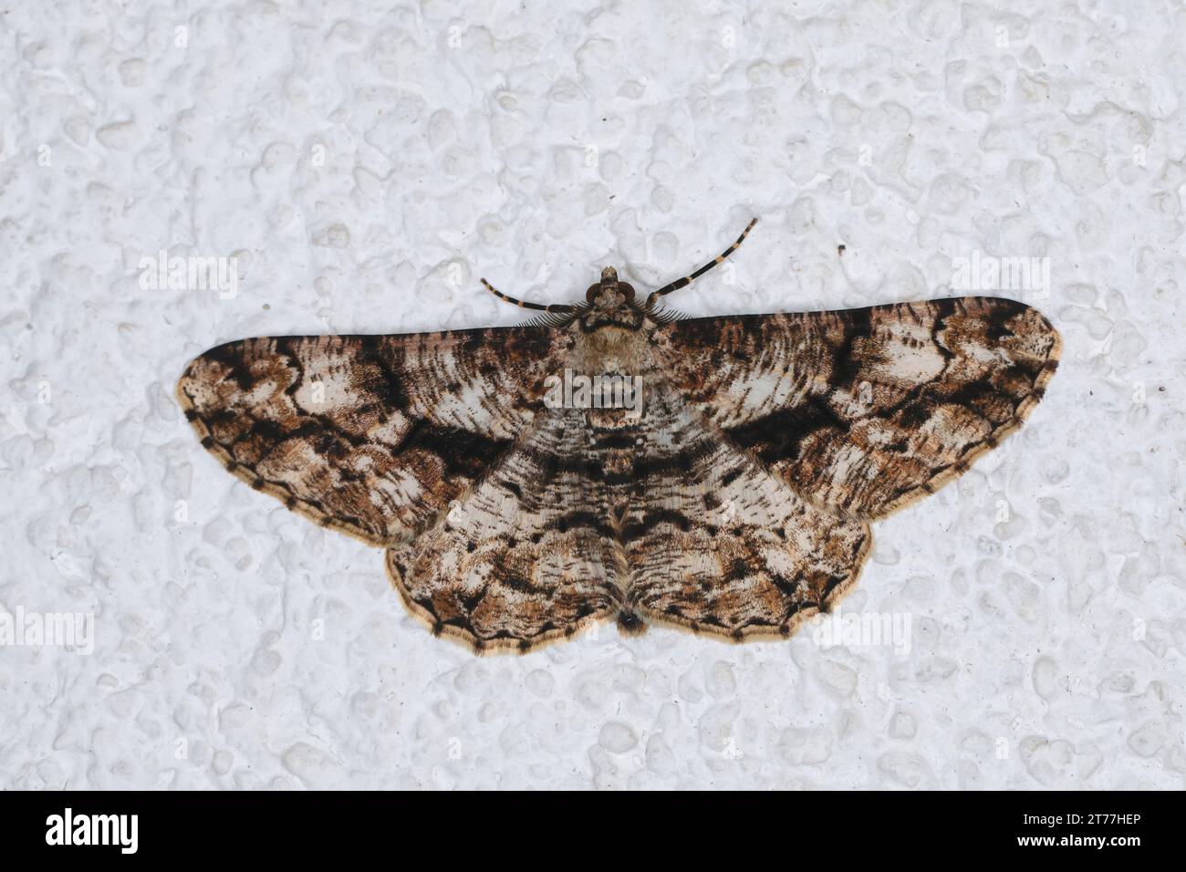 Bellezza degli ulivi (Peribatodes umbraria, Boarmia matrensis), seduto in una facciata di casa, vista dorsale, Croazia Foto Stock