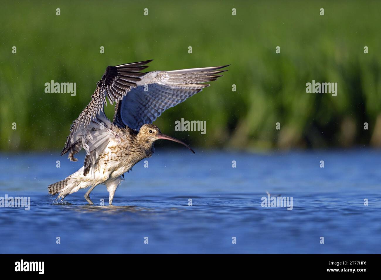 Curlew occidentale, Curlew eurasiatico, Curlew comune (Numenius arquata), in piedi in acque poco profonde, svolazzando dopo il bagno con le ali, Paesi Bassi, Foto Stock