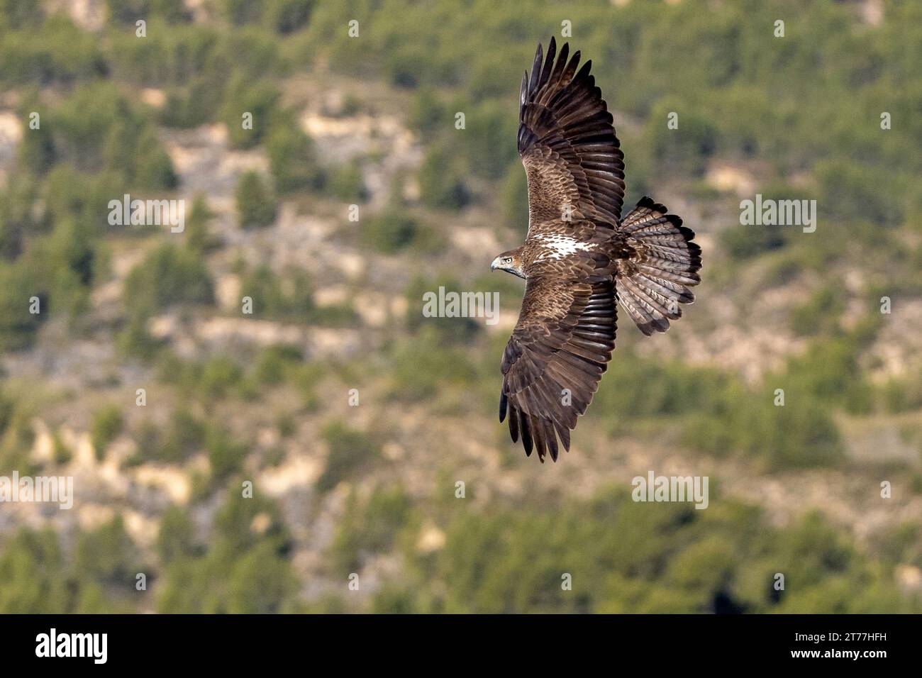 Aquila Bonellis, aquila di Bonelli (Hieraaetus fasciatus, Aquila fasciata), volando nella regione montuosa, Spagna, Losa del Obispo Foto Stock