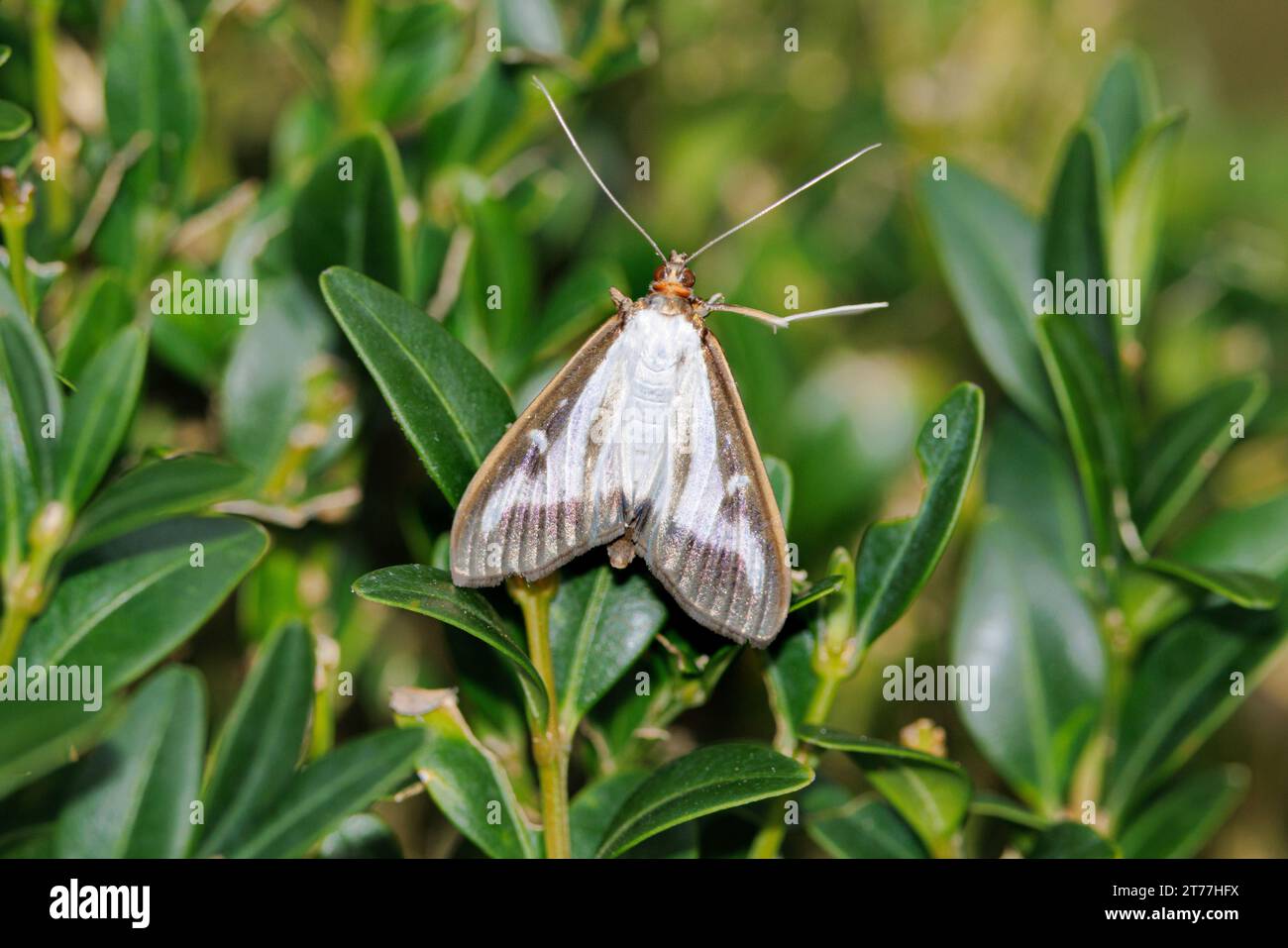 Box Tree Moth (Glyphodes perspectalis, Cydalima perspectalis, Phacellura advenalis, Neoglyphodes perspectalis), sittig su bosso, Germania, Baviera Foto Stock