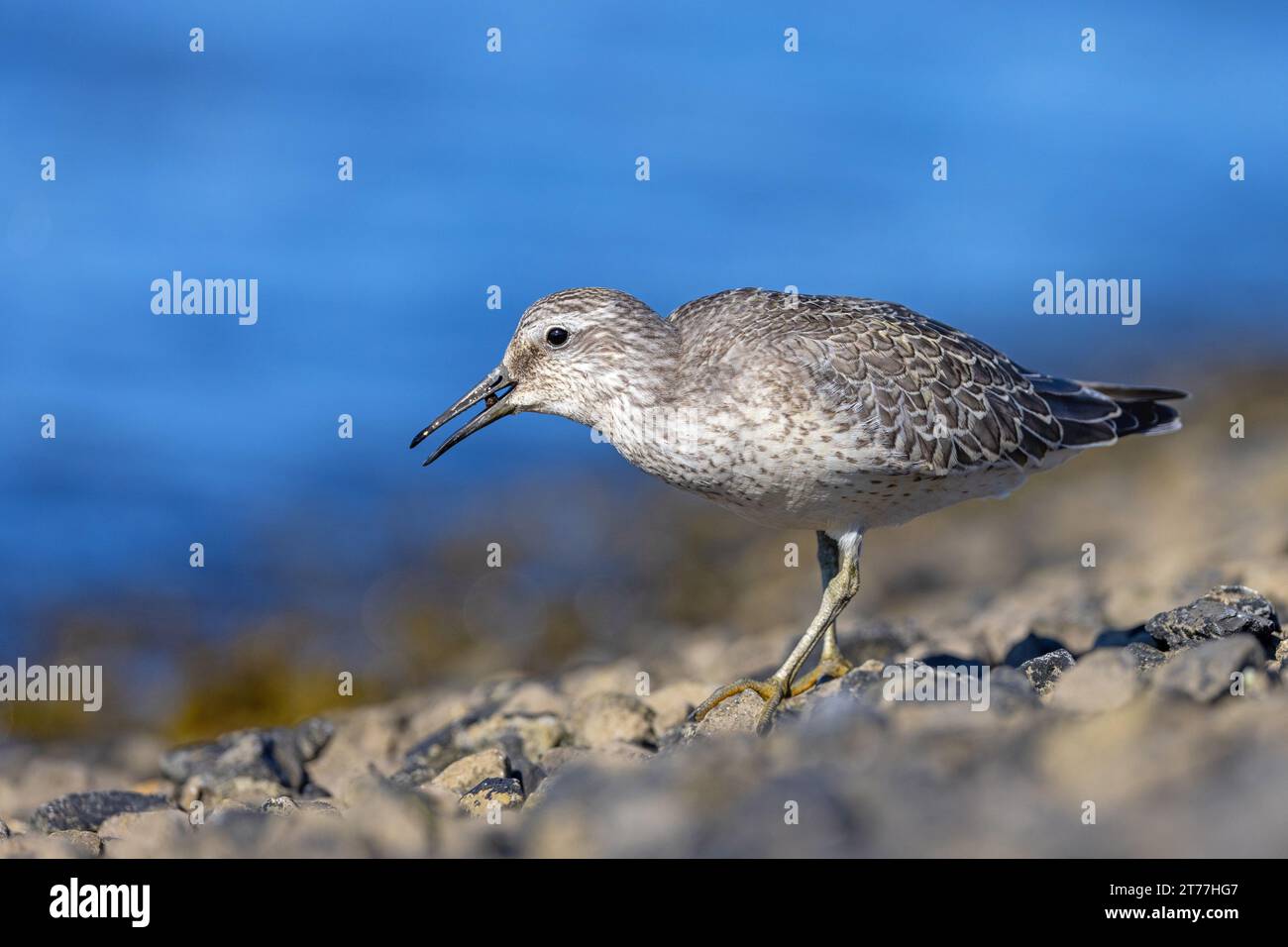 Nodo rosso (Calidris canutus), mangiare sulla riva del Mare del Nord un po' di lumaca nel piumaggio giovanile, vista laterale, Paesi Bassi, Frisia Foto Stock