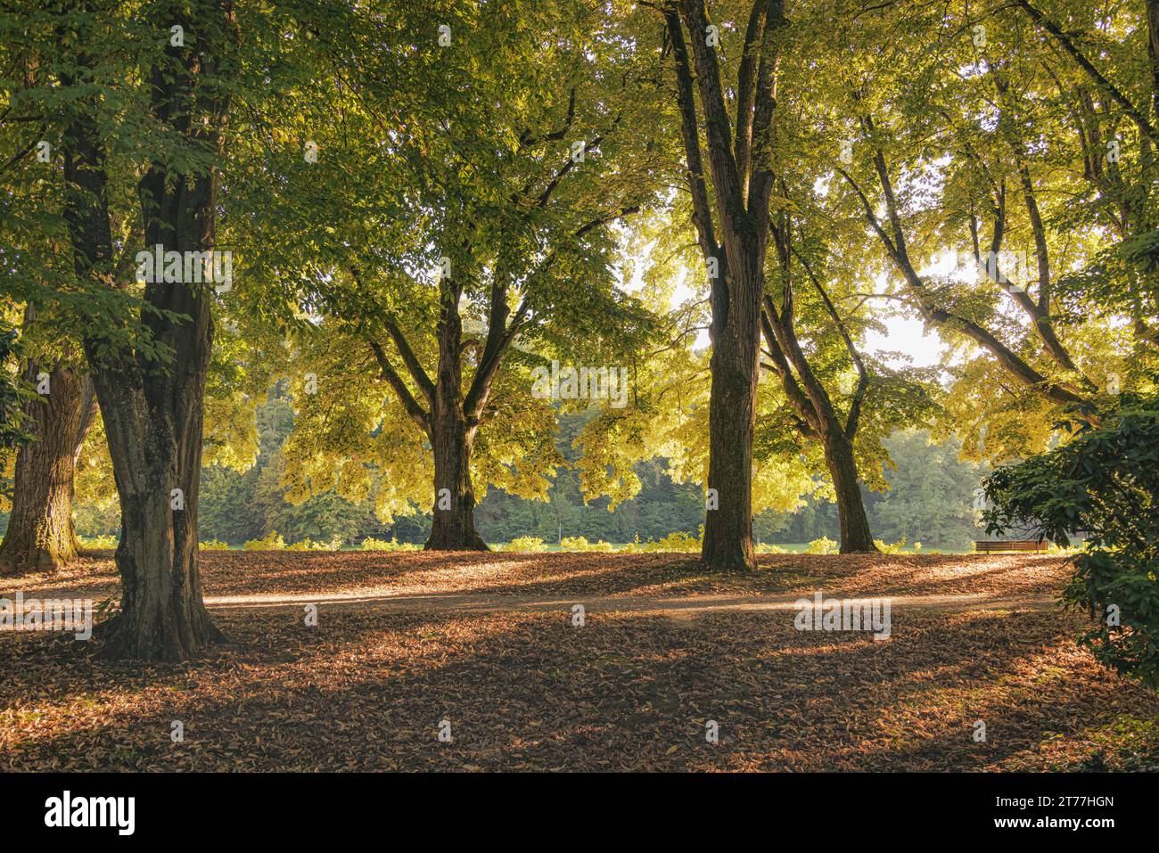 Alberi autunnali nel parco con sole basso, Germania, Baden-Wuerttemberg, Lichtentaler Allee, Baden-Baden Foto Stock