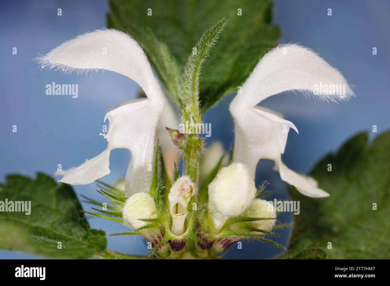 White Dead-nettle, White Deadnettle (album Lamium), fiori, primo piano, Germania, Baviera Foto Stock