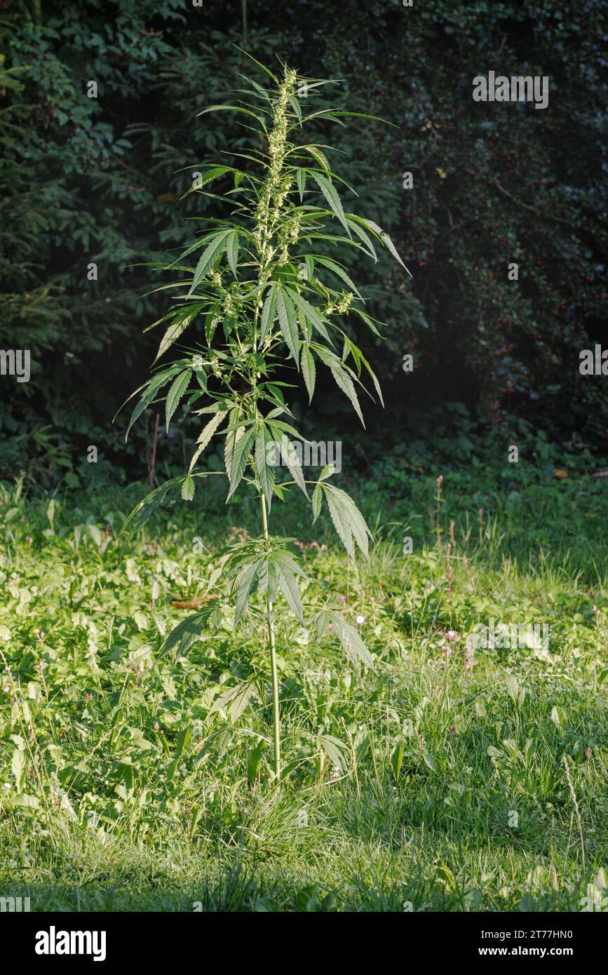 Canapa indiana, marijuana, mary jane (Cannabis sativa), pianta maschile in fiore, Germania, Baviera Foto Stock