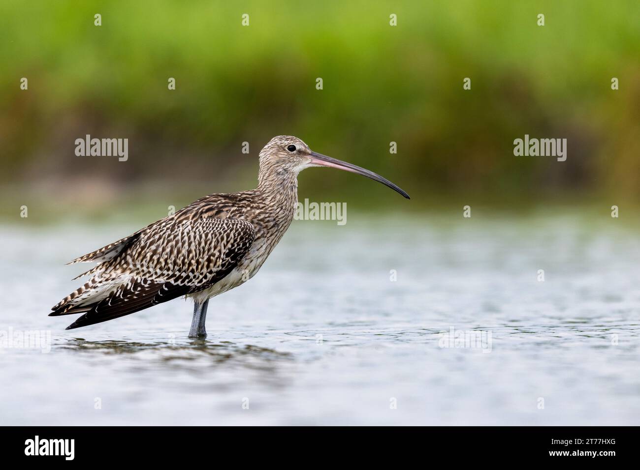 Curlew occidentale, Curlew comune, Curlew eurasiatico (Numenius arquata), in piedi in acque poco profonde, vista laterale, Paesi Bassi, Frisia, Bolsward Foto Stock