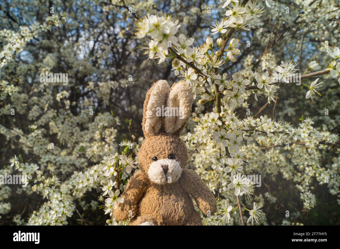 Coniglietto pasquale in un cespuglio di spina dorsale in un giardino Foto Stock