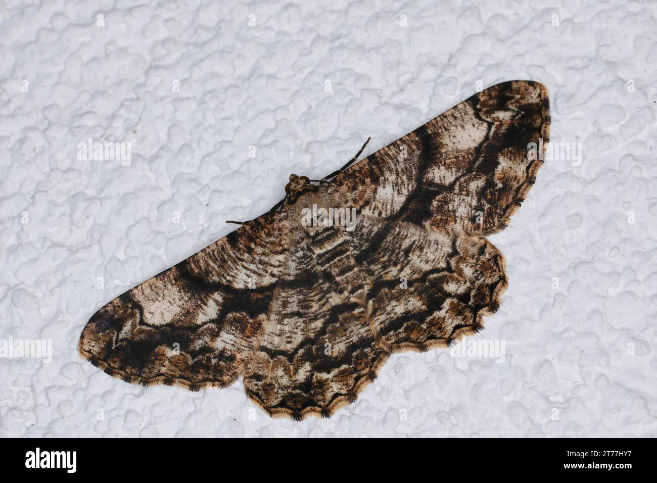 Bellezza degli ulivi (Peribatodes umbraria, Boarmia matrensis), seduto in una facciata di casa, vista dorsale, Croazia Foto Stock