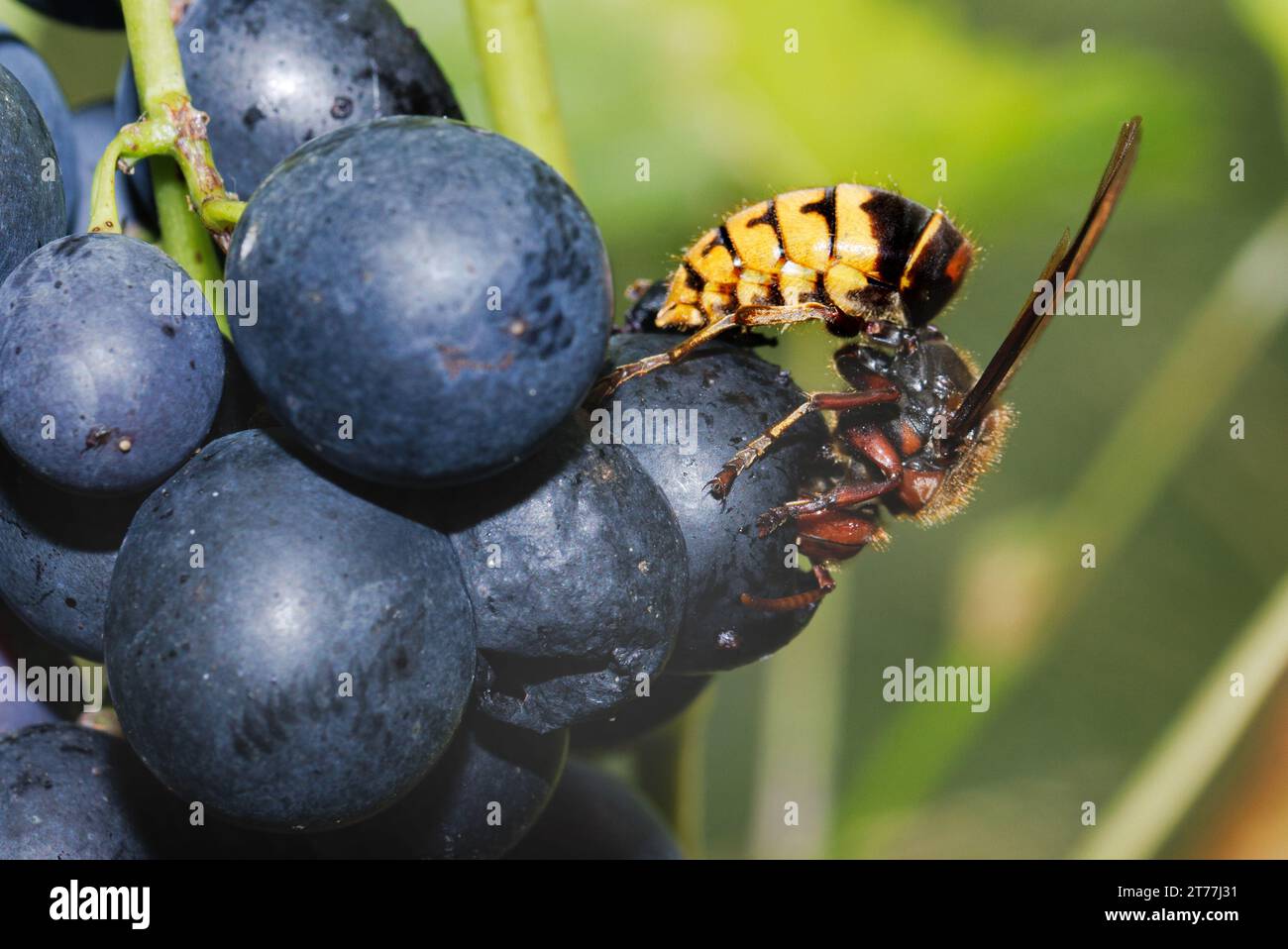 calabrone, calabrone bruno, calabrone europeo (Vespa crabro), mangiare un'uva, vista laterale, Germania, Baviera Foto Stock