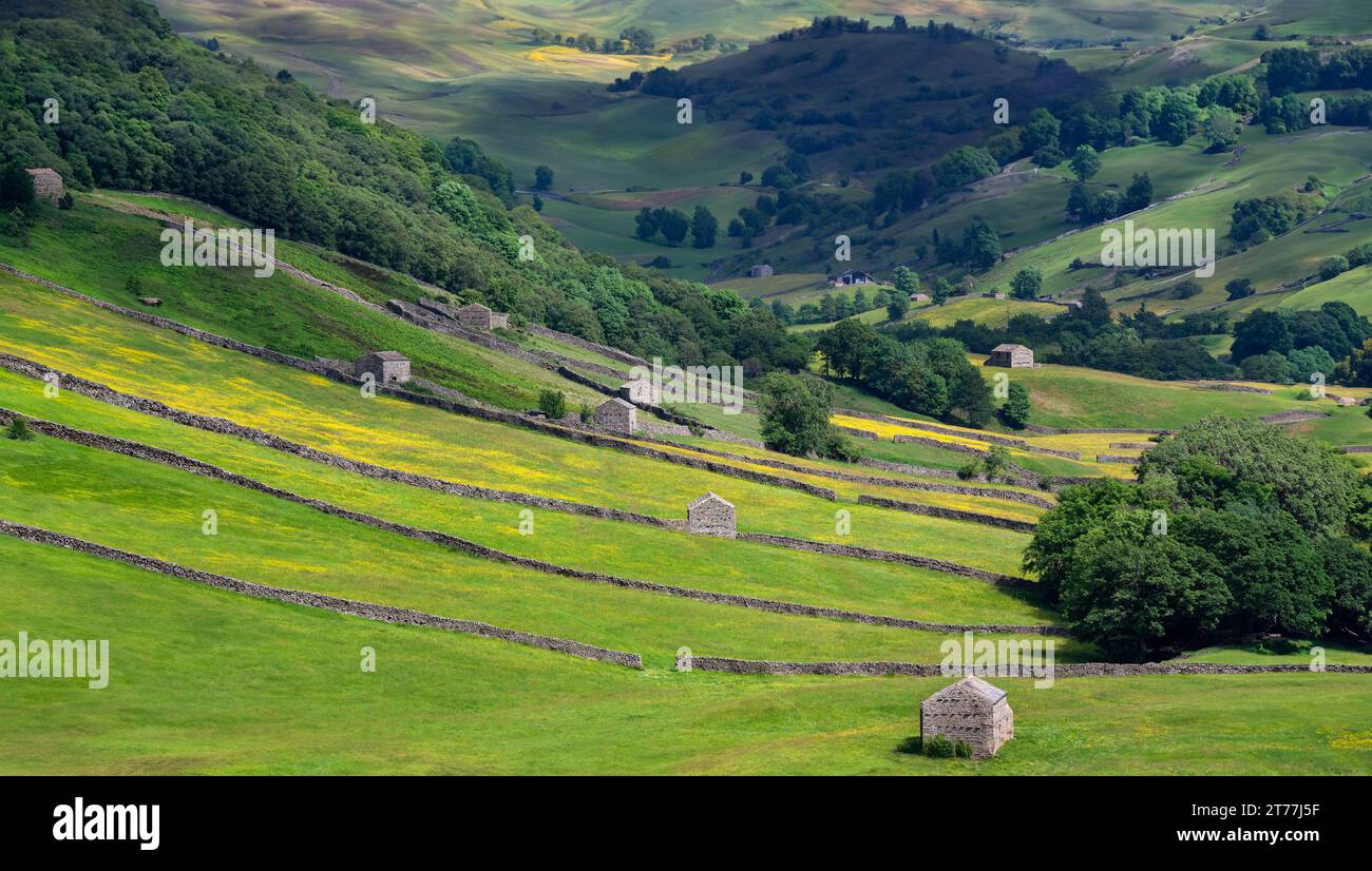 Tradizionali pareti e fienili in pietra a secco nei terreni agricoli dello Yorkshire Dales nel nord-est dell'Inghilterra. Foto Stock