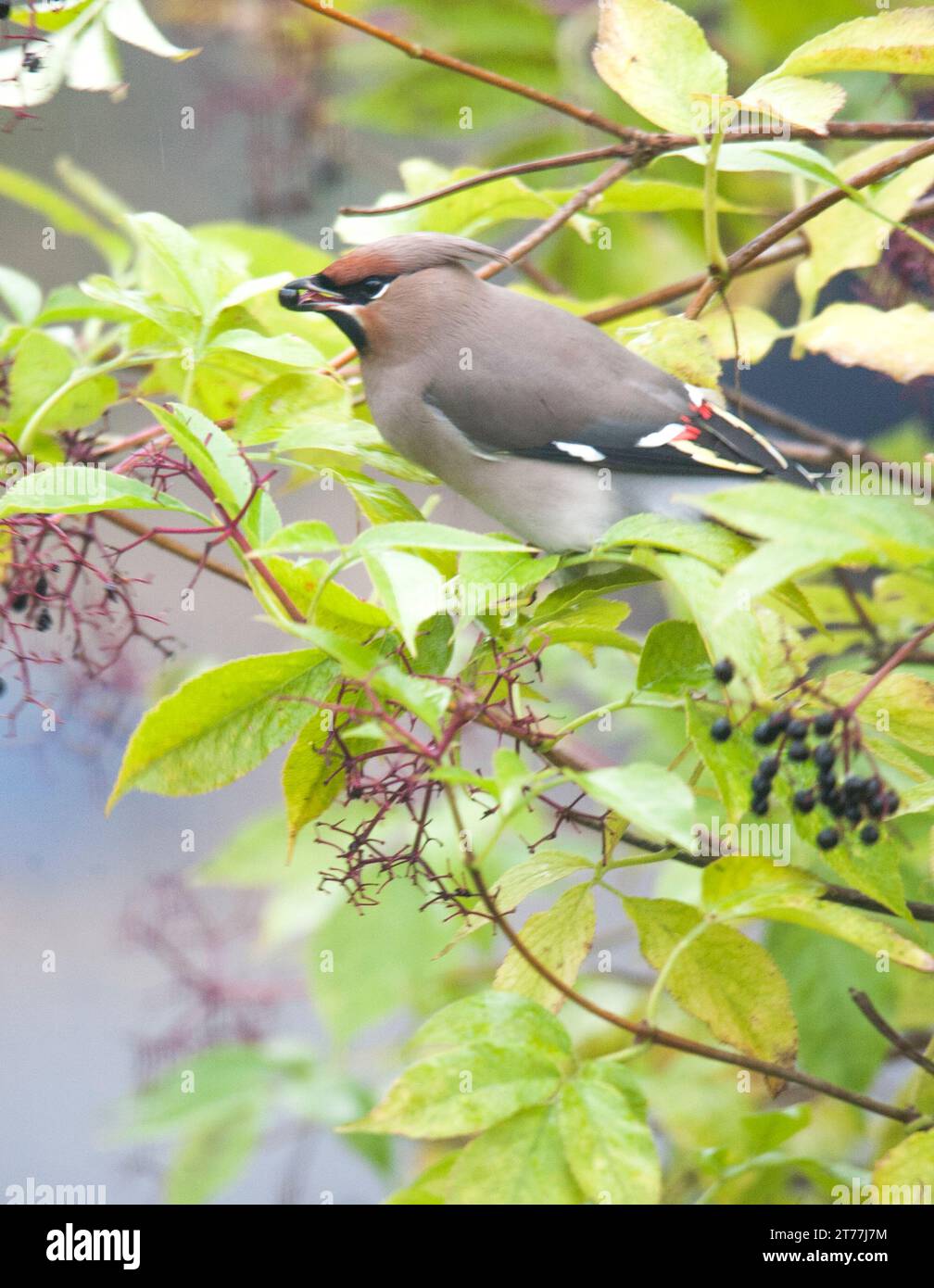 BOHEMIAN WAXWING Bombycilla garrulus Foto Stock