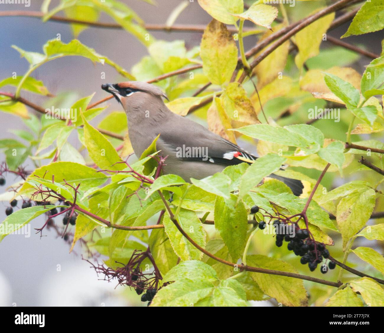 BOHEMIAN WAXWING Bombycilla garrulus Foto Stock