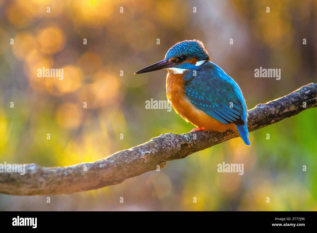 fiume kingfisher (Alcedo atthis), uomini che si appollaiano su un belvedere la sera, vista laterale, Germania, Baviera, Isental Foto Stock