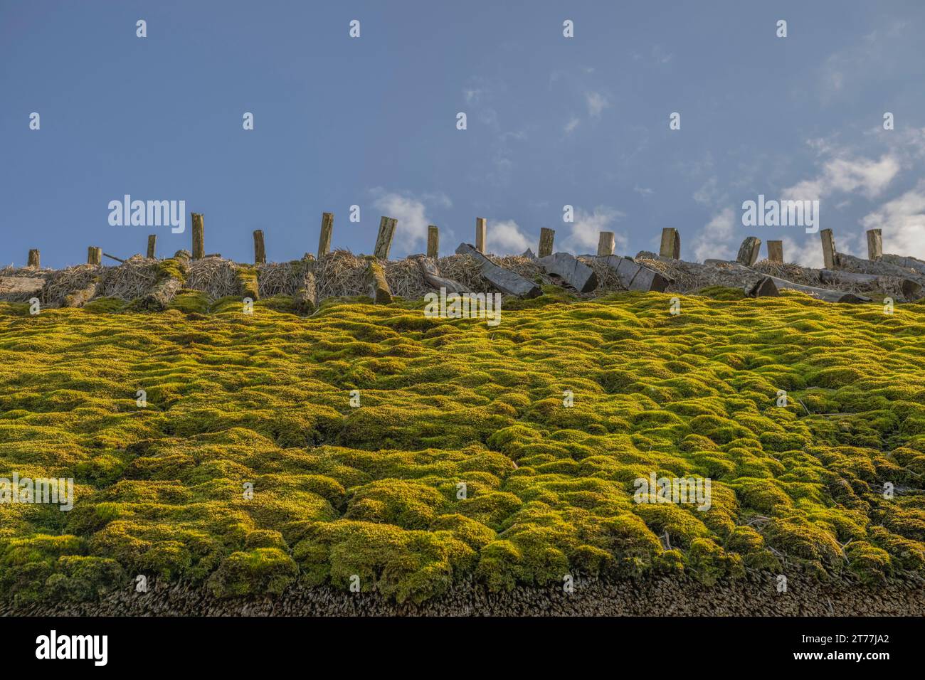 Tetto in erba di una fattoria a Graborg, Svezia, Oeland Foto Stock