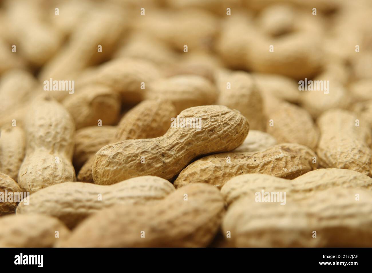 Noci macinate, arachidi (Arachis ipogaea), arachidi con noce Foto Stock