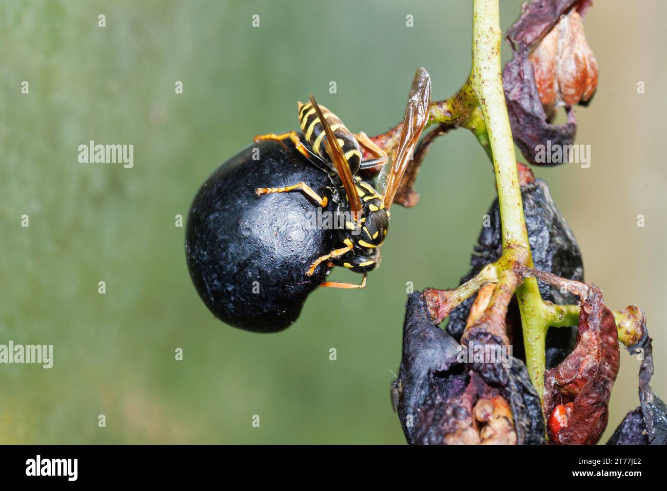 Vespe vespe, vespe sociali (Polistes dominula), nutrirsi di uva blu, Germania, Baviera, Isental Foto Stock