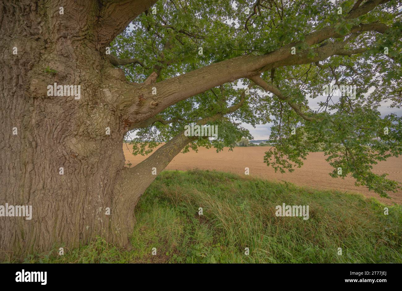 quercia (Quercus spec.), Germania, Meclemburgo-Pomerania occidentale Foto Stock
