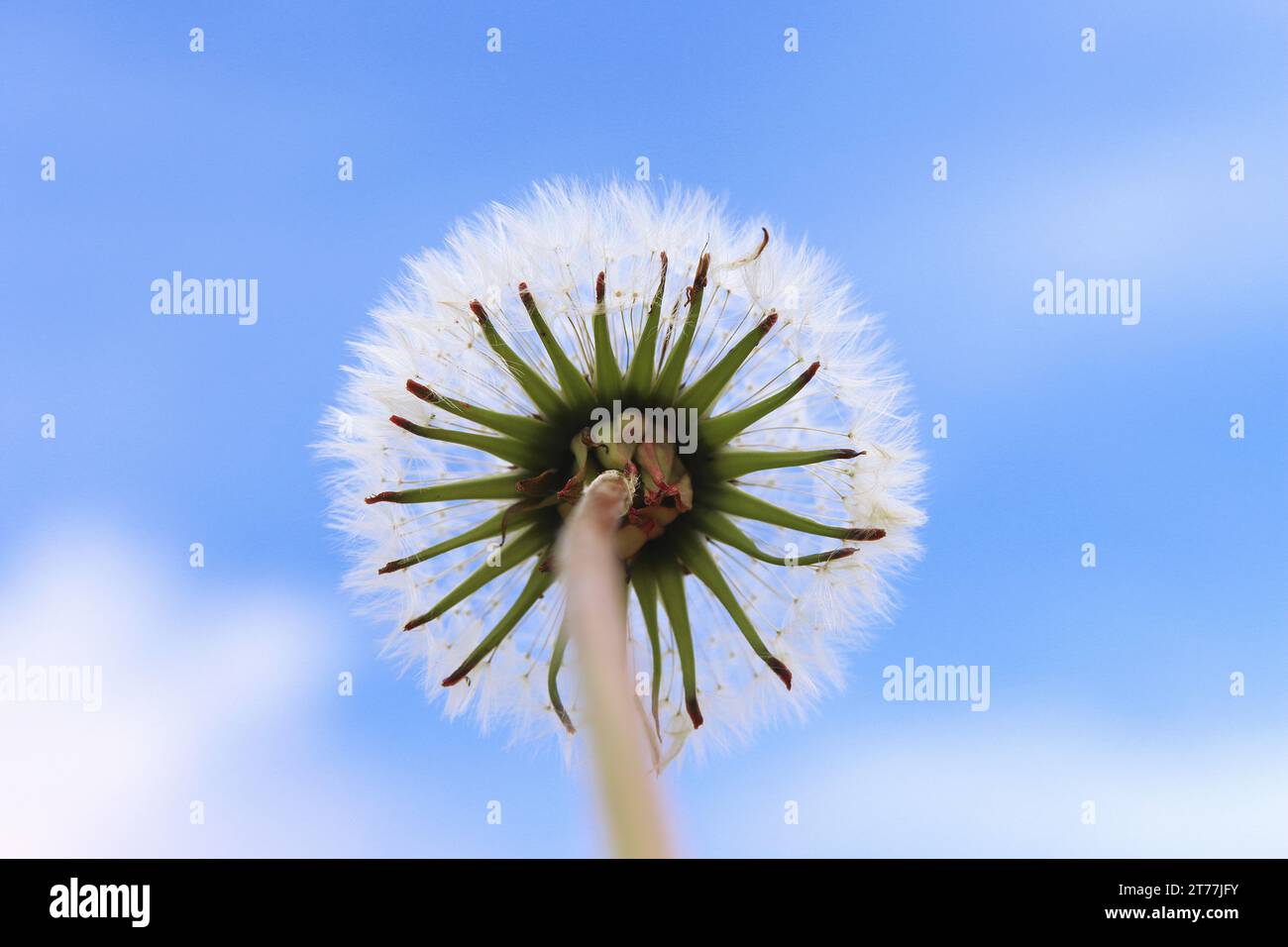 Tarassaco comune (Taraxacum officinale), tarassaco fruttificante contro il cielo blu, Germania Foto Stock