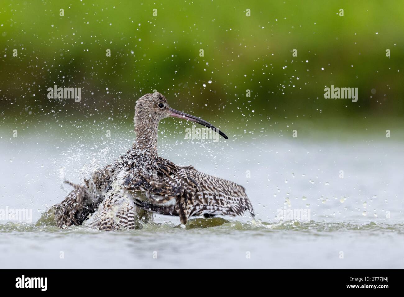 Curlew occidentale, Curlew eurasiatico, Curlew comune (Numenius arquata), bagnarsi in acque poco profonde, vista posteriore, Paesi Bassi, Frisia, Bolsward Foto Stock