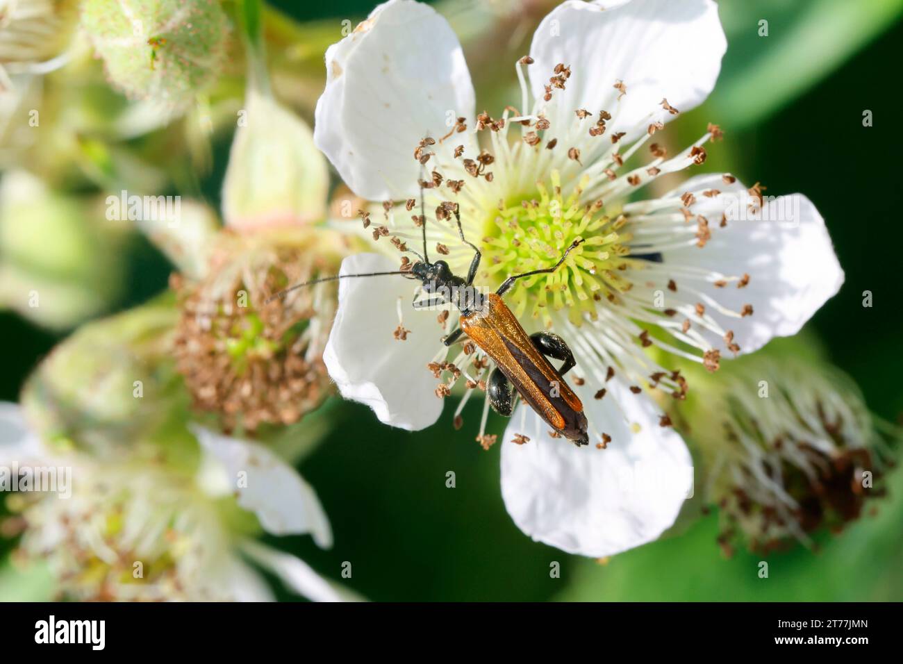 Falsi coleotteri blister (Oedemera femorata, Oncomera femorata), presenza in fiore, maschio seduto su una fioritura bianca di mora, Germania Foto Stock