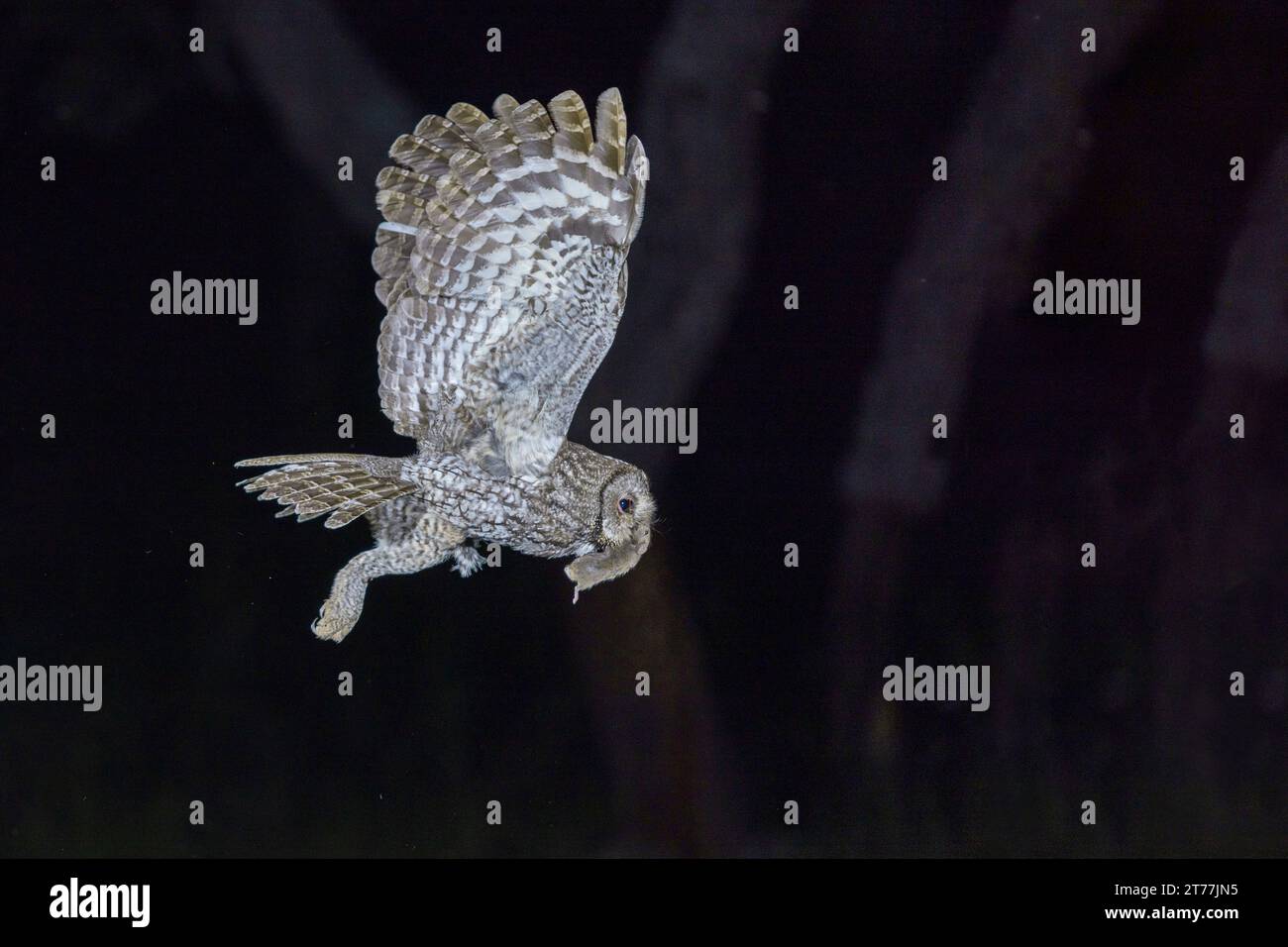 Gufo tawny eurasiatico, gufo marrone (Strix aluco), in volo di notte con un topo catturato nel becco, vista laterale, Spagna, Estremadura, Salorino Foto Stock