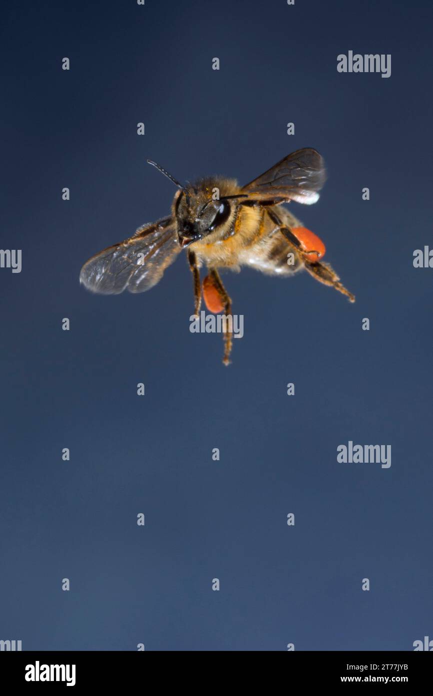 Api mellifere, api alveari (Apis mellifera mellifera), femmina in volo con corbicole piene di polline, vista frontale, Germania Foto Stock