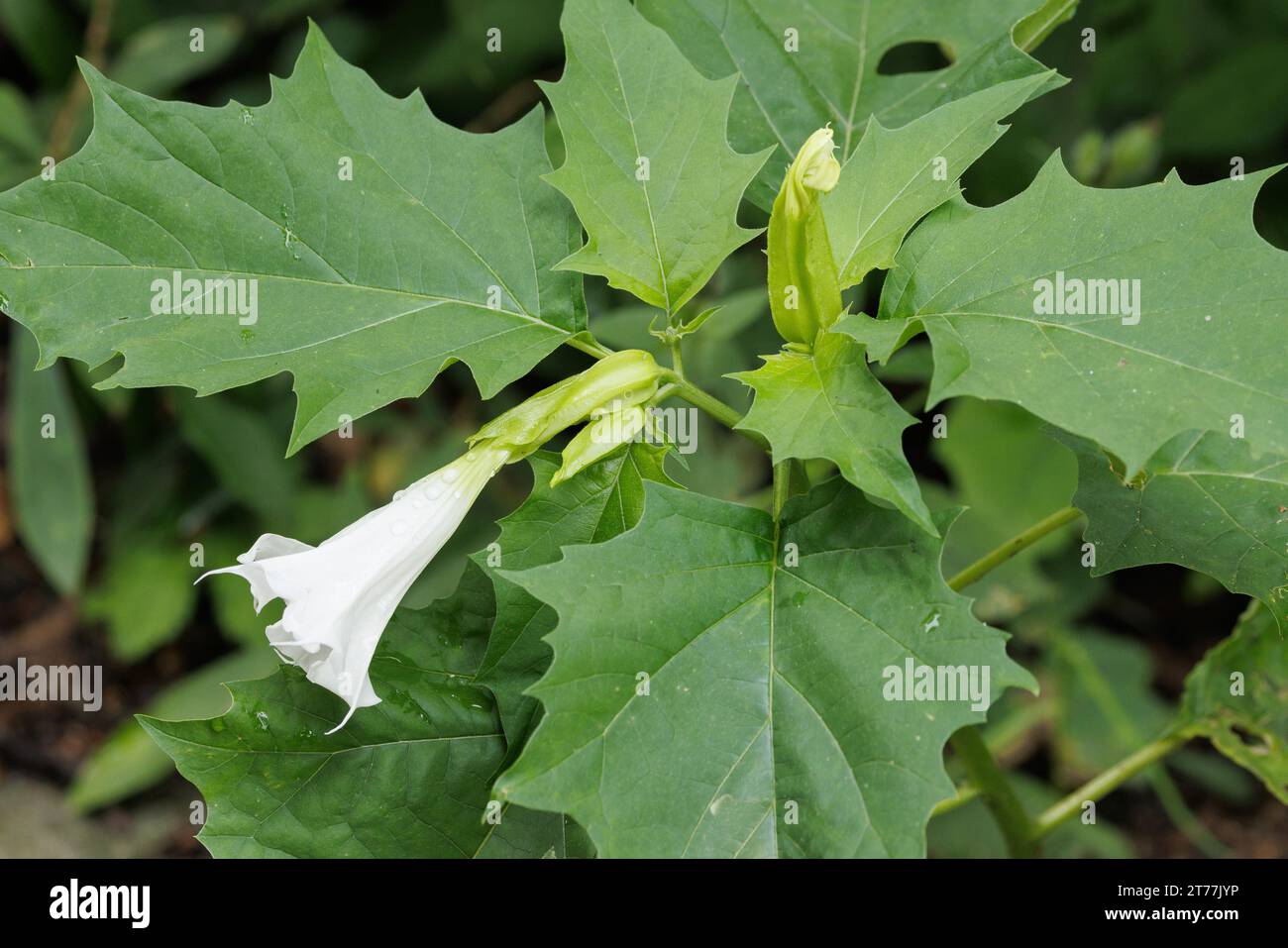 Stramonio, jimsonweed, thornapple, jimson Weed (Datura stramonium), fioritura, Germania, Baviera Foto Stock