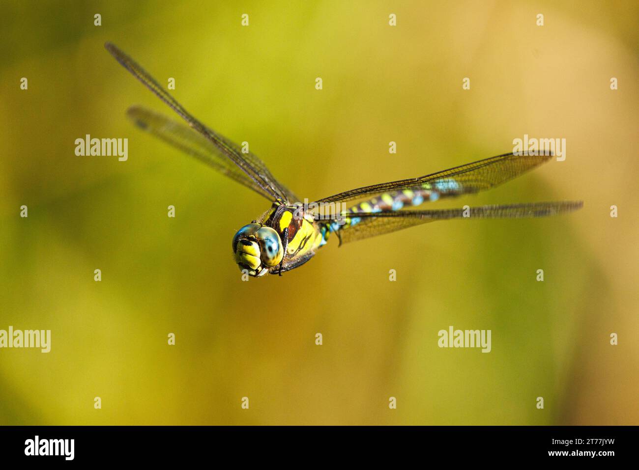 Blu-verde, darner aeshna sud, sud hawker (Aeshna cyanea), in volo, in Germania, in Baviera Foto Stock