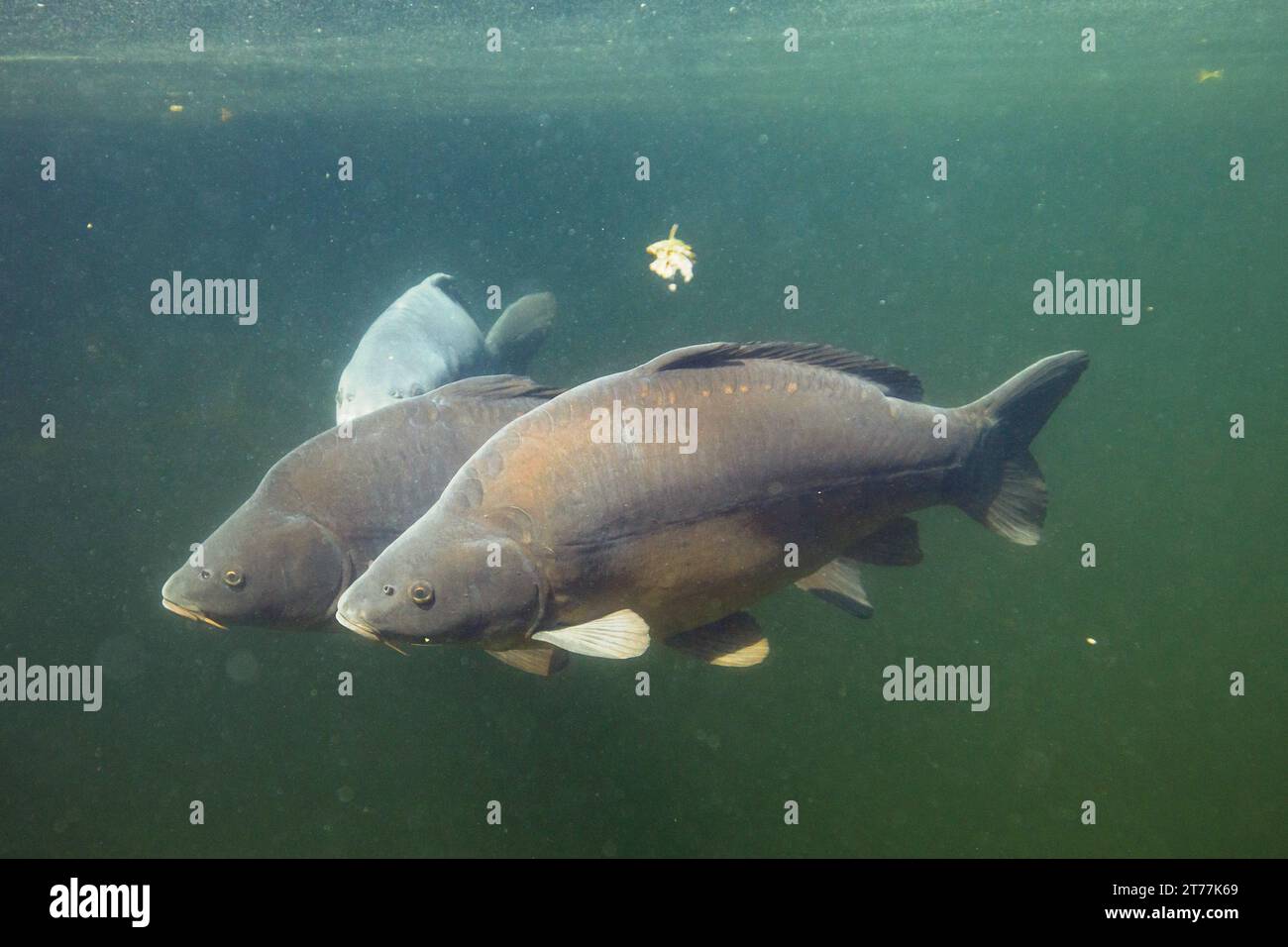 Carpa da specchio, carpa europea (Cyprinus carpio), esemplari molto grandi che nuotano in coppia, Germania, Baviera Foto Stock