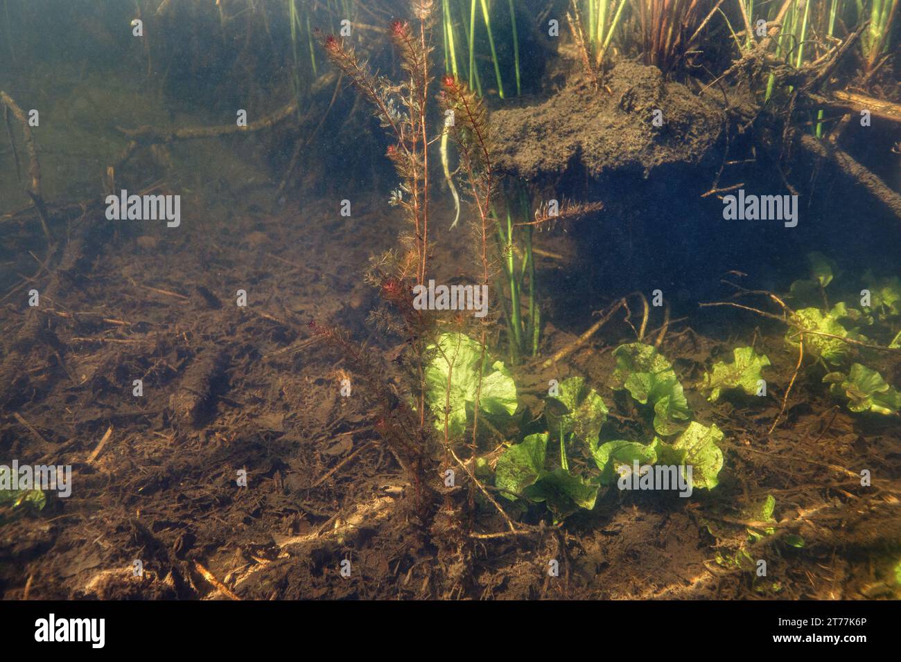 Laghetto di mori, foto subacquea, Germania, Baviera, Kesselsee, Eggstaett-Hemhofer Seenplatte Foto Stock