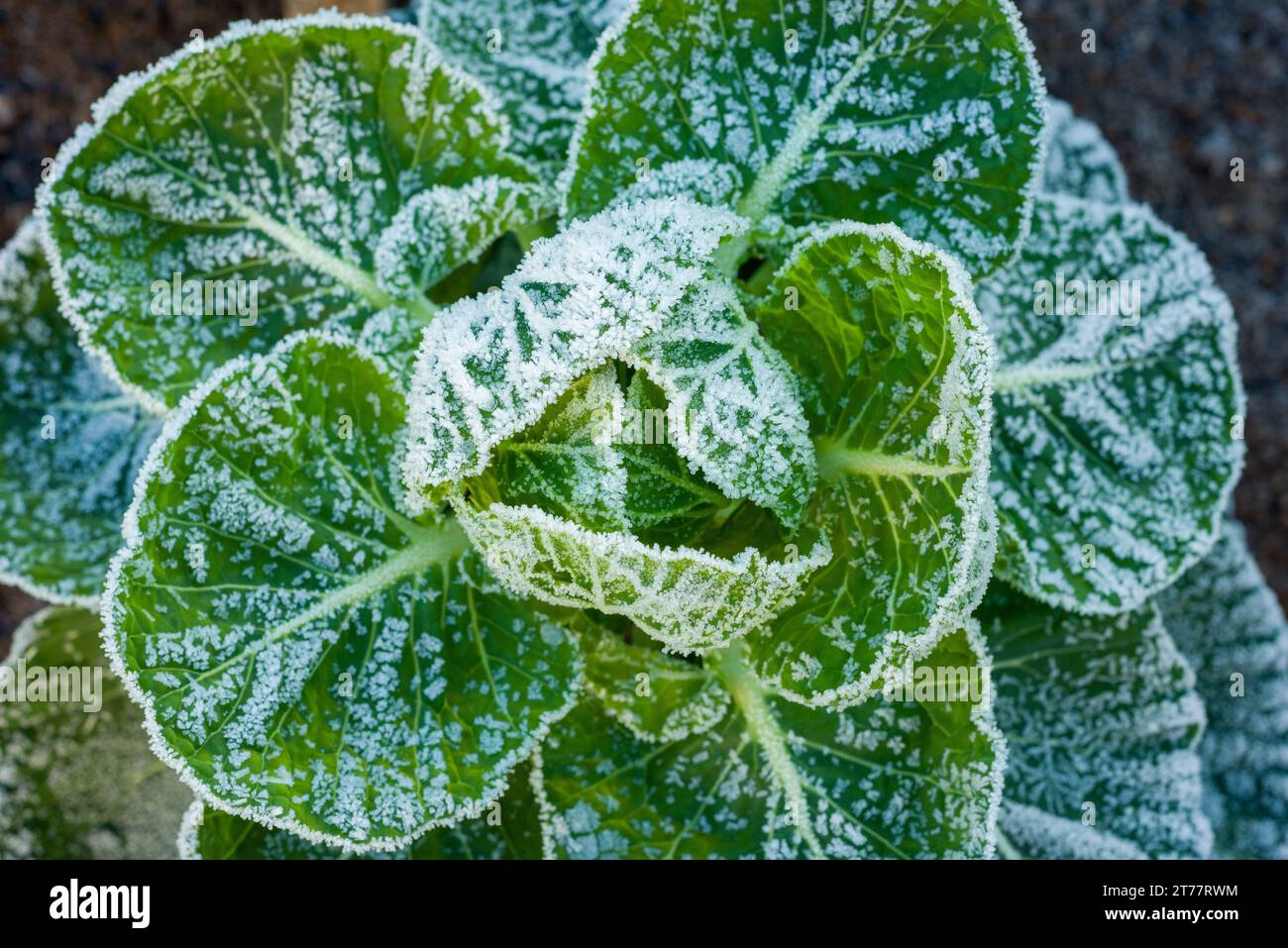 Gelo invernale su una pianta di cavolo di Bruxelles (Brassica oleracea Gemmifera) che cresce in un orto amatoriale. Foto Stock