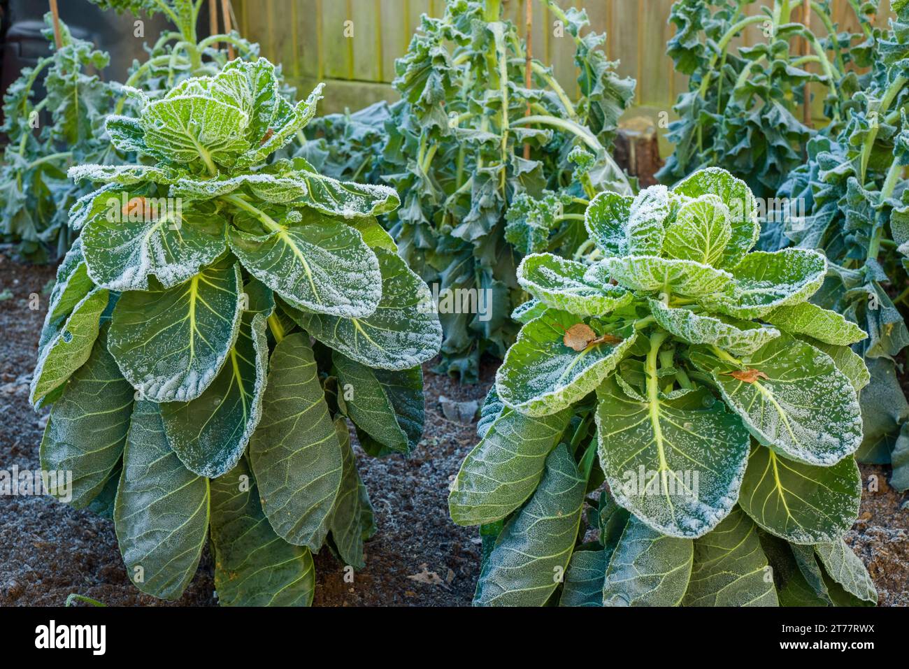 Gelata invernale sulle piante di cavolo di Bruxelles (Brassica oleracea Gemmifera) che crescono in un orto amatoriale. Foto Stock