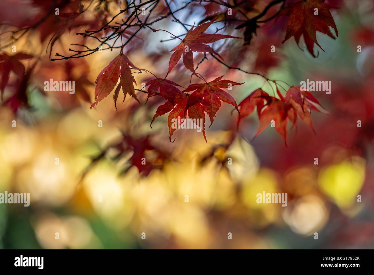 Un albero di acero al sole autunnale, con una profondità di campo bassa Foto Stock