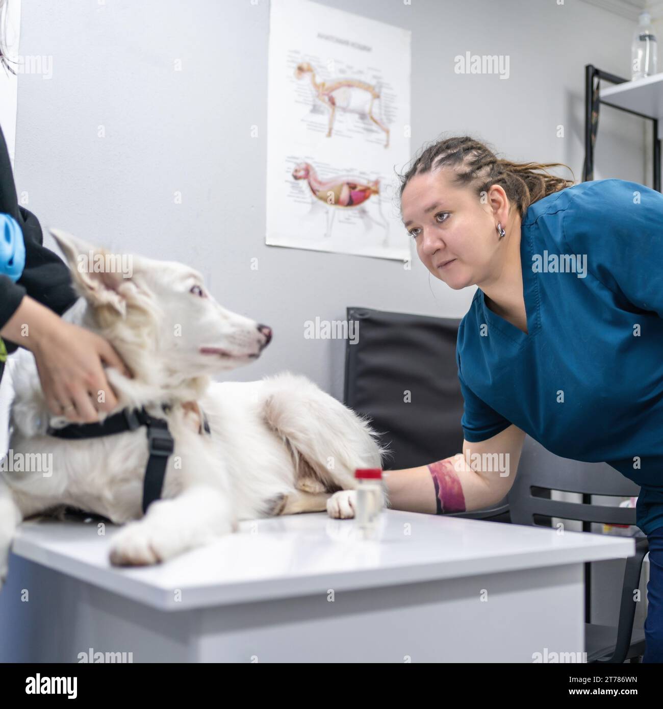 Veterinario femminile che esamina cane bianco in clinica veterinaria. Proprietario di animali domestici che tocca il suo animale. Foto Stock