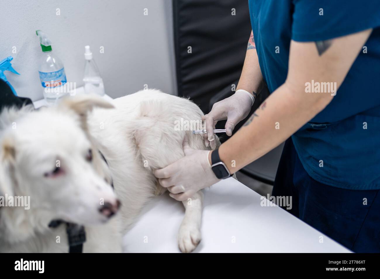 Vet dà iniezione al cane in clinica veterinaria. Foto Stock