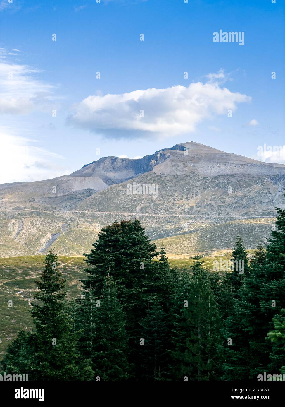 Alberi di pino nel paesaggio di primo piano da Uludag sullo sfondo. Foto di alta qualità Foto Stock