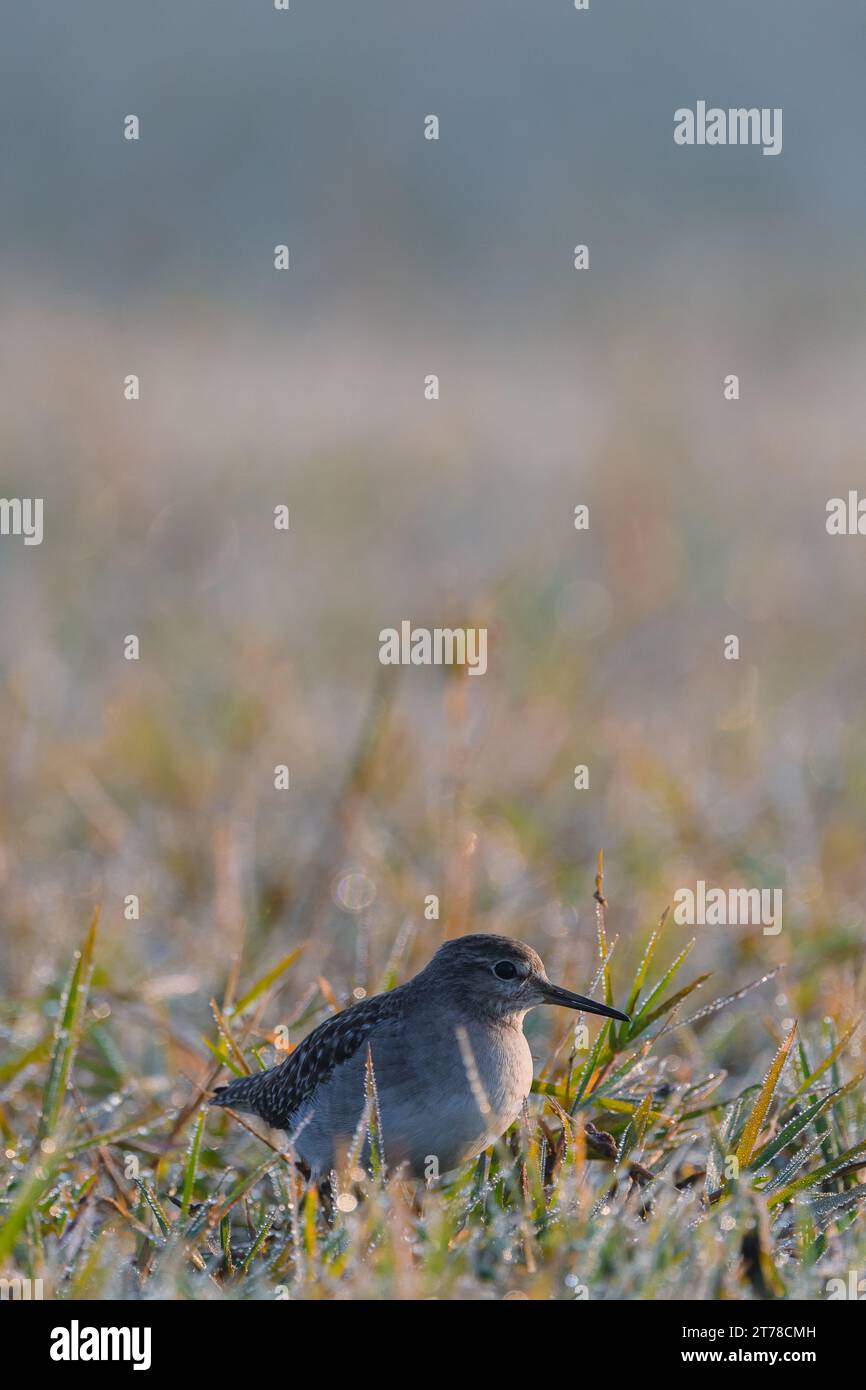 Sandpiper Bird a Bharatpur, India Foto Stock