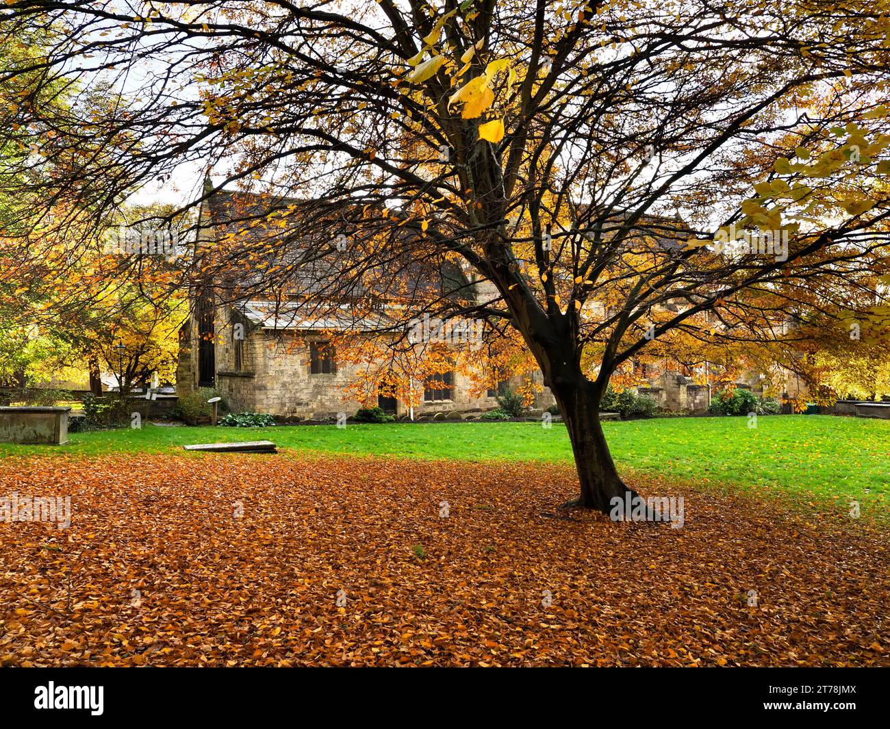 Un colorato faggio autunnale al giardino della memoria della chiesa di St Johns a Knaresborough, North Yorkshire, Inghilterra Foto Stock