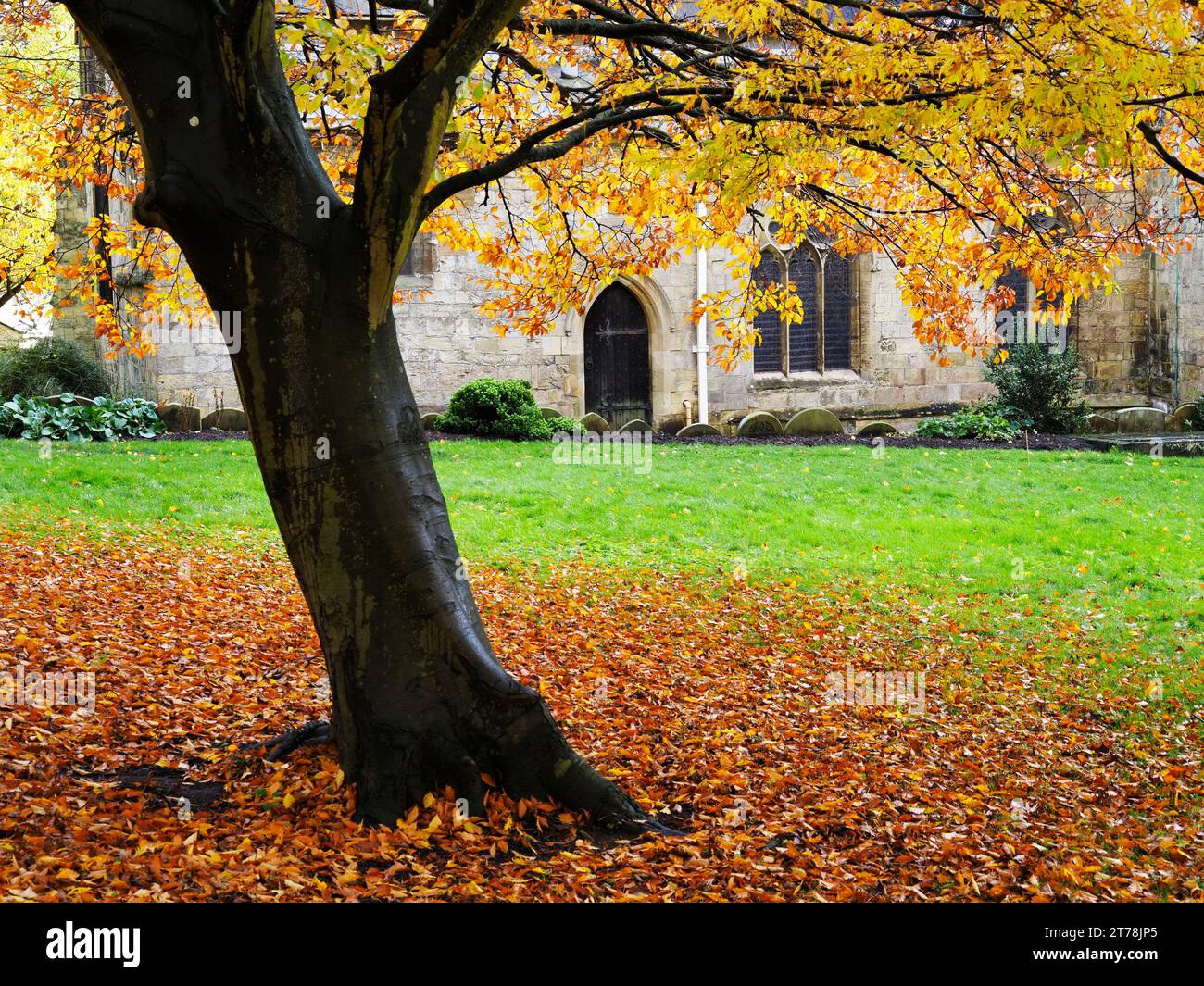 Un colorato faggio autunnale al giardino della memoria della chiesa di St Johns a Knaresborough, North Yorkshire, Inghilterra Foto Stock