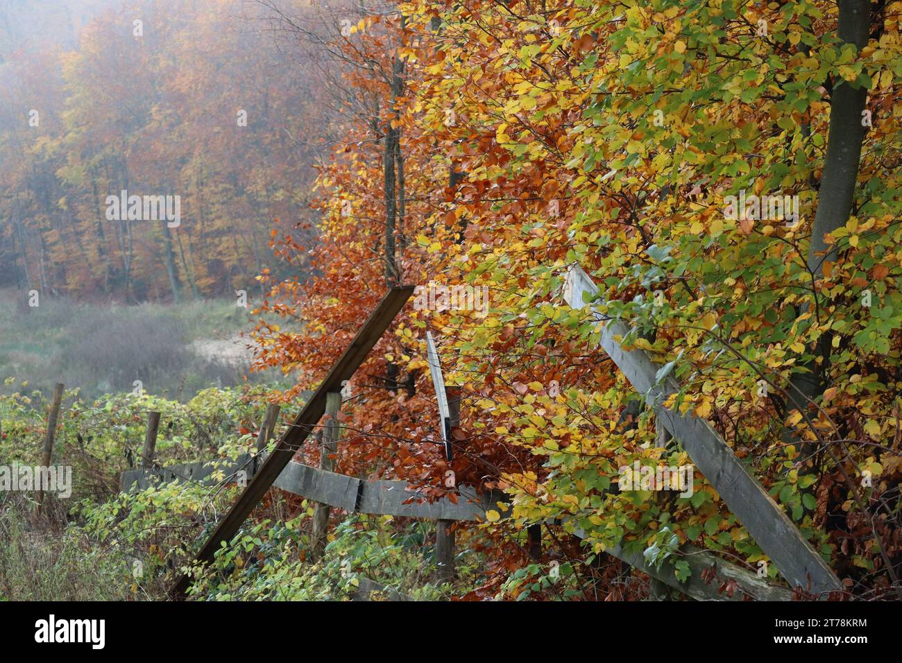 Una struttura in legno che dovrebbe fermare la crescita di Bush Foto Stock