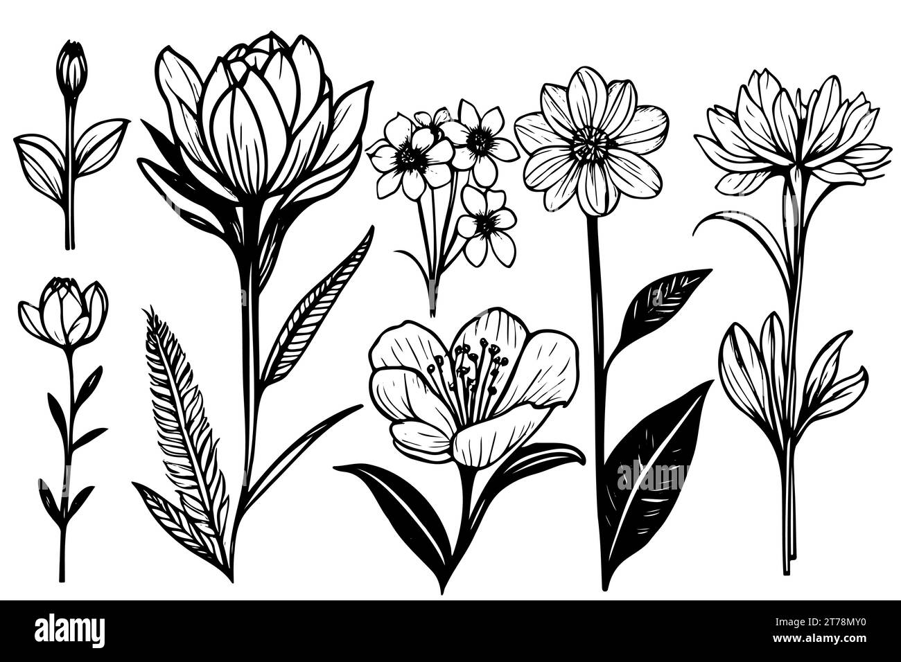 collezione botanica vettoriale di fiori e foglie da disegno floreale, illustrazione botanica artistica monocromatica. Elementi floreali isolati Illustrazione Vettoriale