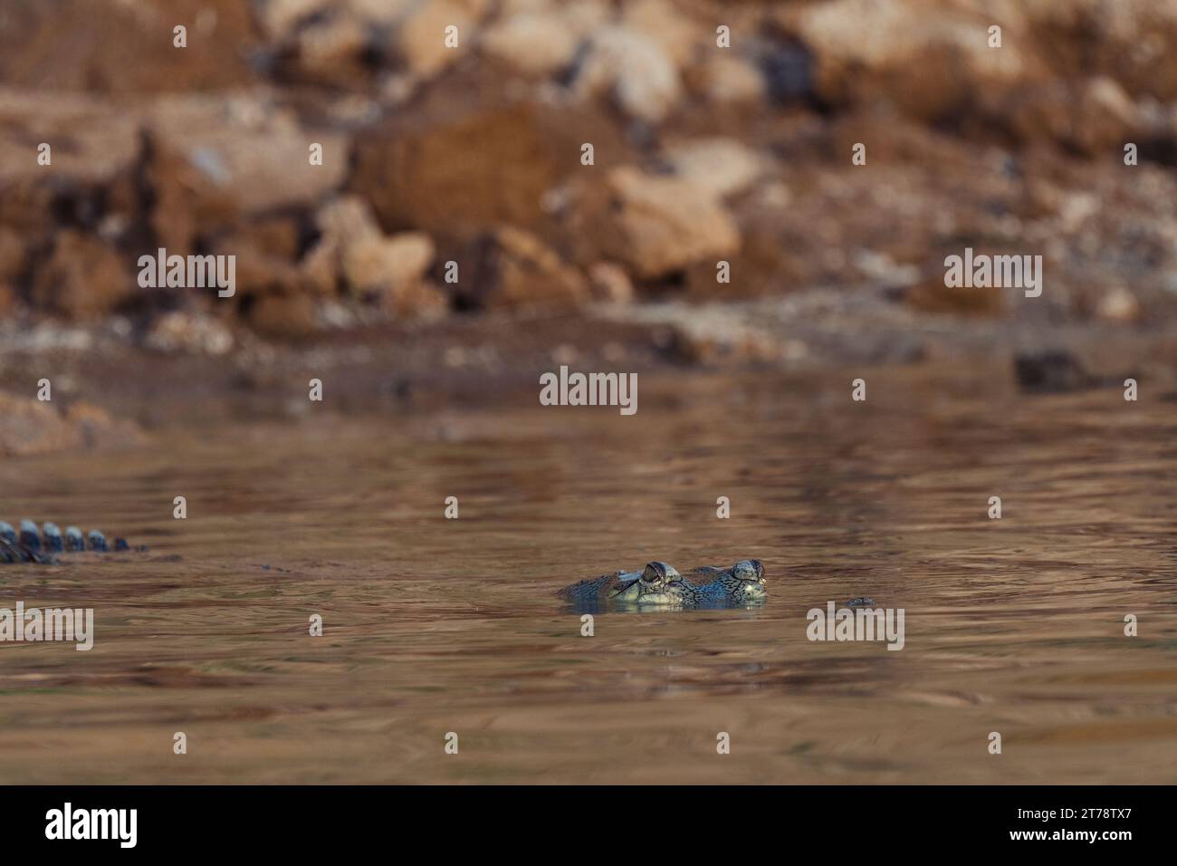 Coccodrilli che prendono il sole al fiume Chambal in India Foto Stock