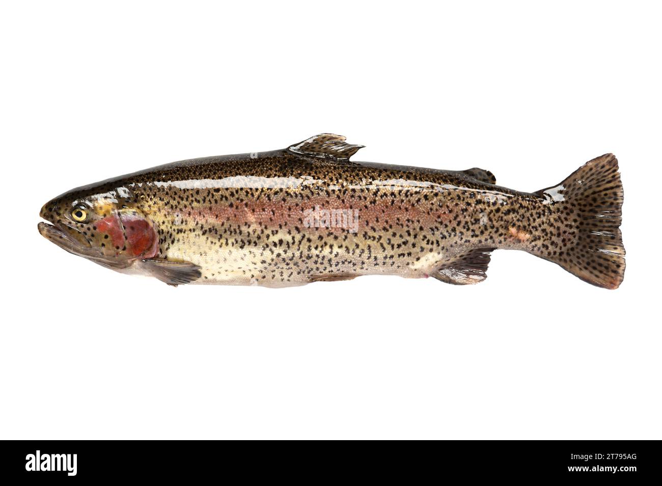 Pesci d'acqua dolce trota arcobaleno (Oncorhynchus mykiss). isolato su sfondo bianco Foto Stock