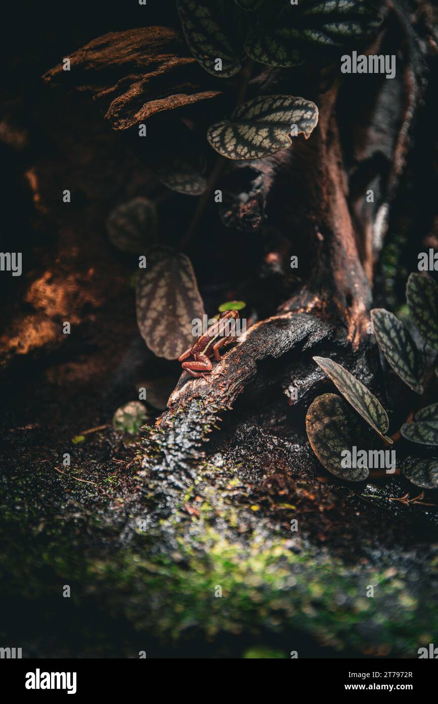 La rana veleno di Anthony nell'habitat naturale Foto Stock