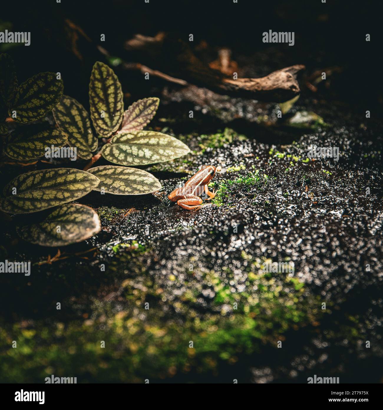La rana veleno di Anthony nell'habitat naturale Foto Stock