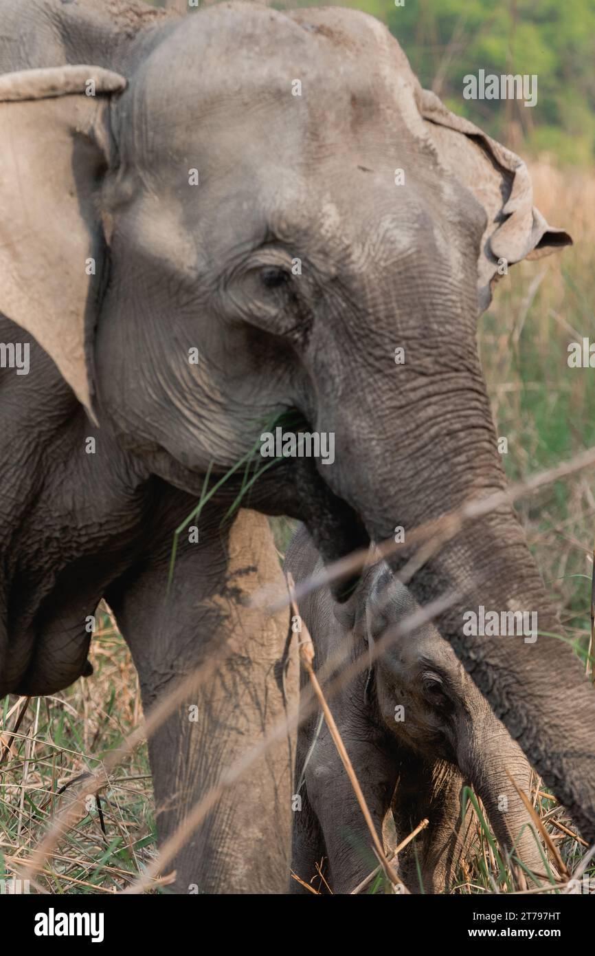 Famiglia di elefanti con i vitelli in natura Foto Stock