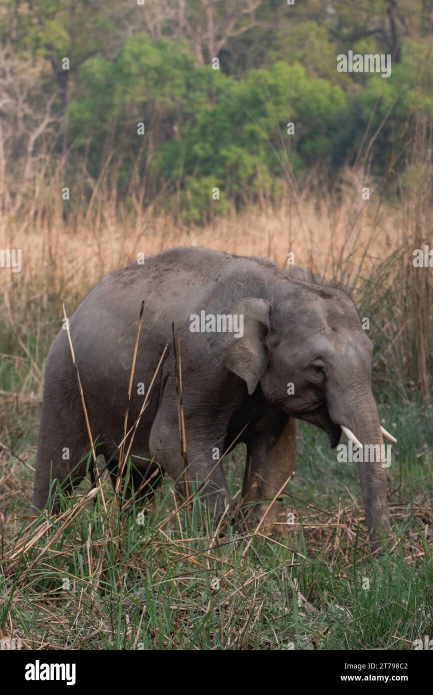 Elefante singolo in una giungla Foto Stock